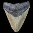 Bargain, Megalodon Tooth - North Carolina #80828-1